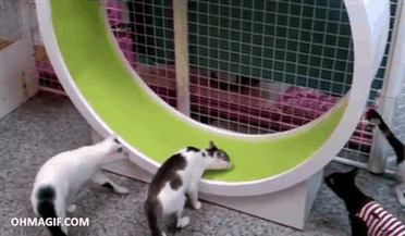 Gatos en una rueda